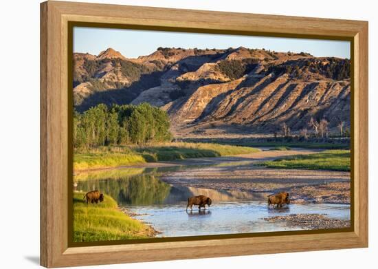 Bison Wildlife Crossing Little Missouri River, Theodore Roosevelt National Park, North Dakota, USA-Chuck Haney-Framed Premier Image Canvas