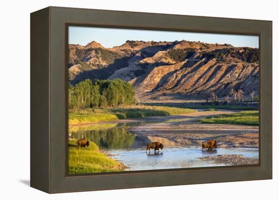 Bison Wildlife Crossing Little Missouri River, Theodore Roosevelt National Park, North Dakota, USA-Chuck Haney-Framed Premier Image Canvas