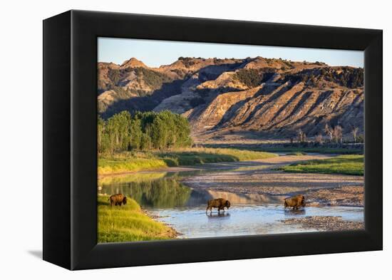 Bison Wildlife Crossing Little Missouri River, Theodore Roosevelt National Park, North Dakota, USA-Chuck Haney-Framed Premier Image Canvas