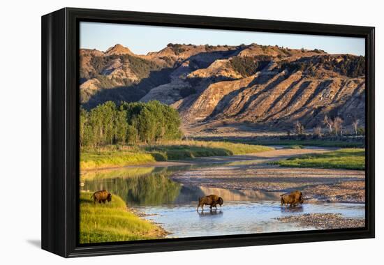 Bison Wildlife Crossing Little Missouri River, Theodore Roosevelt National Park, North Dakota, USA-Chuck Haney-Framed Premier Image Canvas