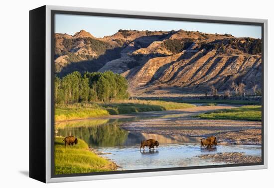 Bison Wildlife Crossing Little Missouri River, Theodore Roosevelt National Park, North Dakota, USA-Chuck Haney-Framed Premier Image Canvas