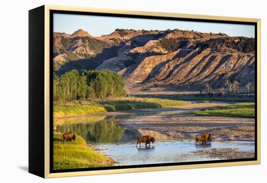 Bison Wildlife Crossing Little Missouri River, Theodore Roosevelt National Park, North Dakota, USA-Chuck Haney-Framed Premier Image Canvas
