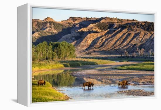 Bison Wildlife Crossing Little Missouri River, Theodore Roosevelt National Park, North Dakota, USA-Chuck Haney-Framed Premier Image Canvas