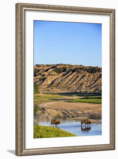 Bison Wildlife Crossing Little Missouri River, Theodore Roosevelt National Park, North Dakota, USA-Chuck Haney-Framed Photographic Print