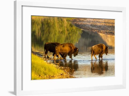 Bison Wildlife Crossing Little Missouri River, Theodore Roosevelt National Park, North Dakota, USA-Chuck Haney-Framed Photographic Print