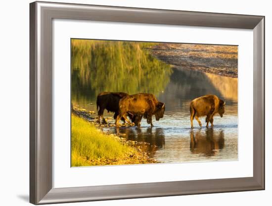 Bison Wildlife Crossing Little Missouri River, Theodore Roosevelt National Park, North Dakota, USA-Chuck Haney-Framed Photographic Print