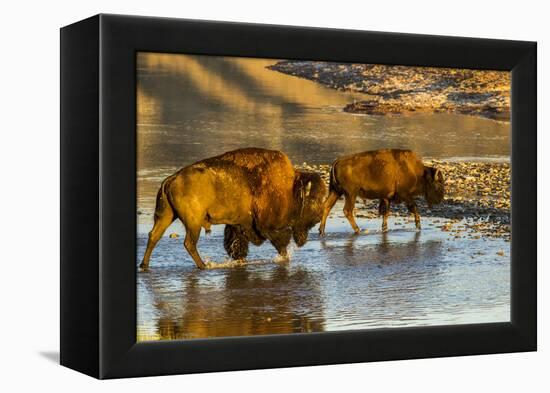 Bison Wildlife Crossing Little Missouri River, Theodore Roosevelt National Park, North Dakota, USA-Chuck Haney-Framed Premier Image Canvas