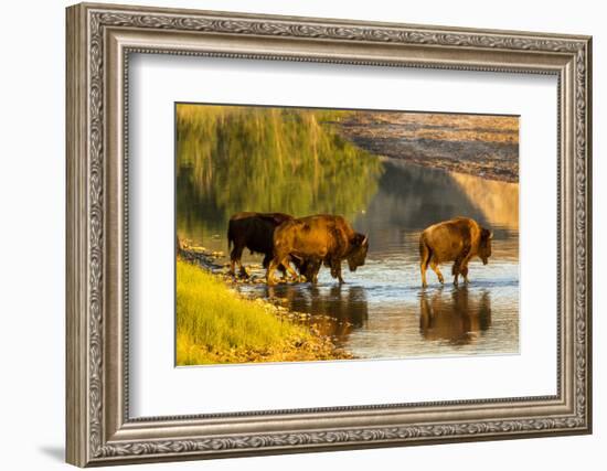 Bison Wildlife Crossing Little Missouri River, Theodore Roosevelt National Park, North Dakota, USA-Chuck Haney-Framed Photographic Print