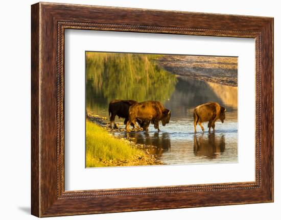 Bison Wildlife Crossing Little Missouri River, Theodore Roosevelt National Park, North Dakota, USA-Chuck Haney-Framed Photographic Print