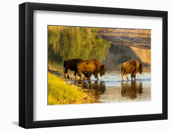 Bison Wildlife Crossing Little Missouri River, Theodore Roosevelt National Park, North Dakota, USA-Chuck Haney-Framed Photographic Print