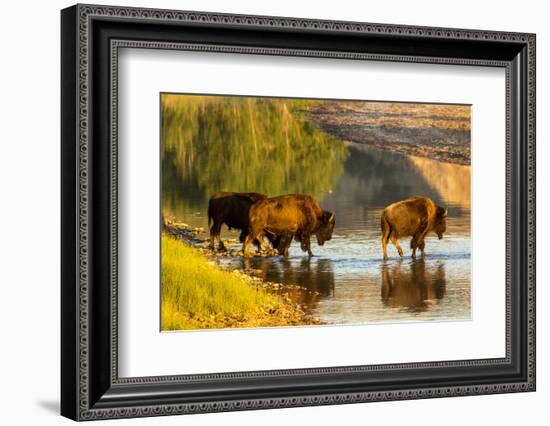 Bison Wildlife Crossing Little Missouri River, Theodore Roosevelt National Park, North Dakota, USA-Chuck Haney-Framed Photographic Print