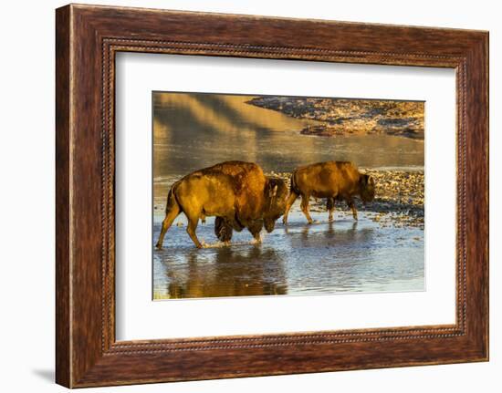 Bison Wildlife Crossing Little Missouri River, Theodore Roosevelt National Park, North Dakota, USA-Chuck Haney-Framed Photographic Print