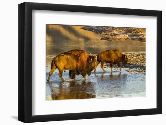 Bison Wildlife Crossing Little Missouri River, Theodore Roosevelt National Park, North Dakota, USA-Chuck Haney-Framed Photographic Print