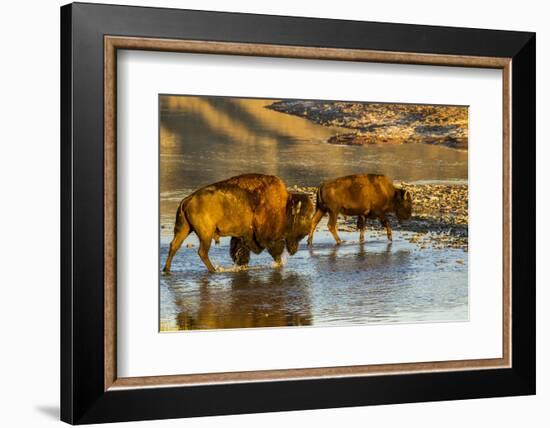 Bison Wildlife Crossing Little Missouri River, Theodore Roosevelt National Park, North Dakota, USA-Chuck Haney-Framed Photographic Print