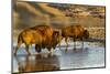 Bison Wildlife Crossing Little Missouri River, Theodore Roosevelt National Park, North Dakota, USA-Chuck Haney-Mounted Photographic Print