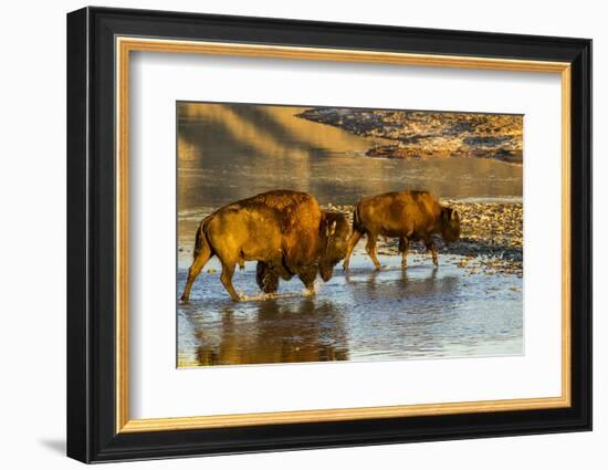 Bison Wildlife Crossing Little Missouri River, Theodore Roosevelt National Park, North Dakota, USA-Chuck Haney-Framed Photographic Print