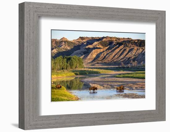 Bison Wildlife Crossing Little Missouri River, Theodore Roosevelt National Park, North Dakota, USA-Chuck Haney-Framed Photographic Print