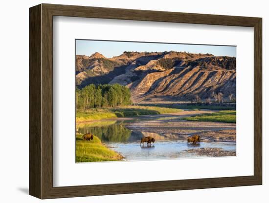 Bison Wildlife Crossing Little Missouri River, Theodore Roosevelt National Park, North Dakota, USA-Chuck Haney-Framed Photographic Print