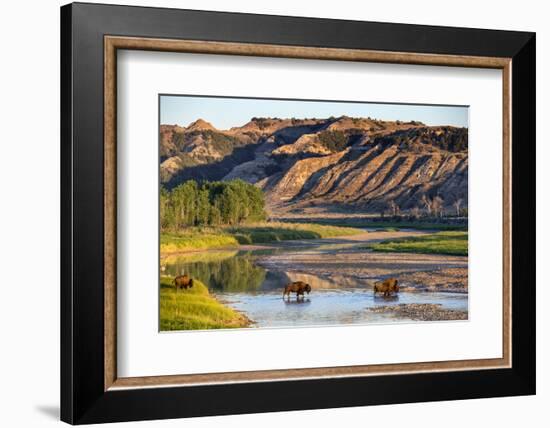 Bison Wildlife Crossing Little Missouri River, Theodore Roosevelt National Park, North Dakota, USA-Chuck Haney-Framed Photographic Print