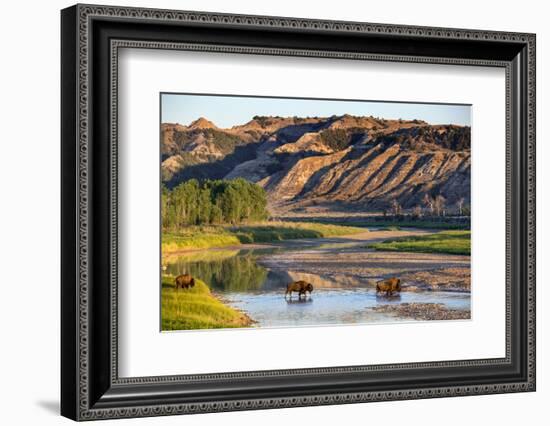 Bison Wildlife Crossing Little Missouri River, Theodore Roosevelt National Park, North Dakota, USA-Chuck Haney-Framed Photographic Print