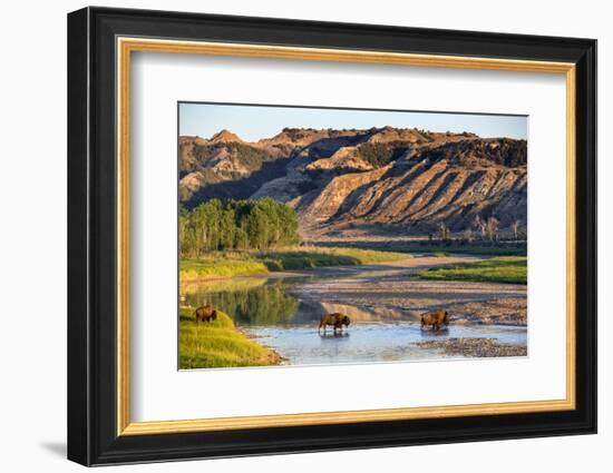 Bison Wildlife Crossing Little Missouri River, Theodore Roosevelt National Park, North Dakota, USA-Chuck Haney-Framed Photographic Print