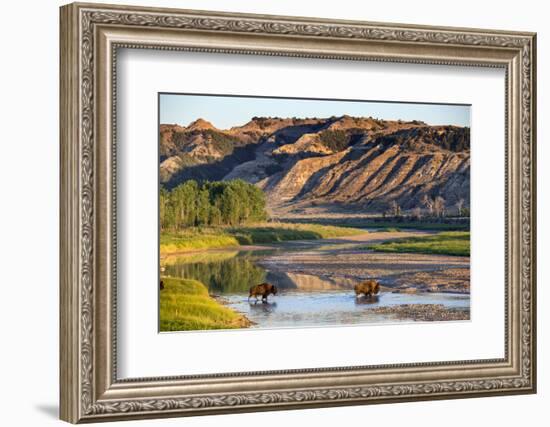 Bison Wildlife Crossing Little Missouri River, Theodore Roosevelt National Park, North Dakota, USA-Chuck Haney-Framed Photographic Print