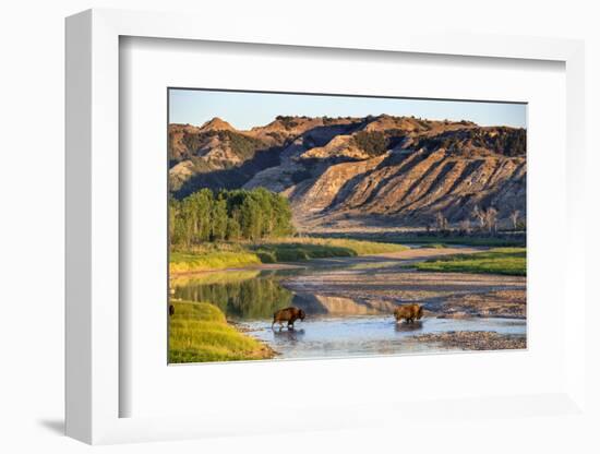 Bison Wildlife Crossing Little Missouri River, Theodore Roosevelt National Park, North Dakota, USA-Chuck Haney-Framed Photographic Print