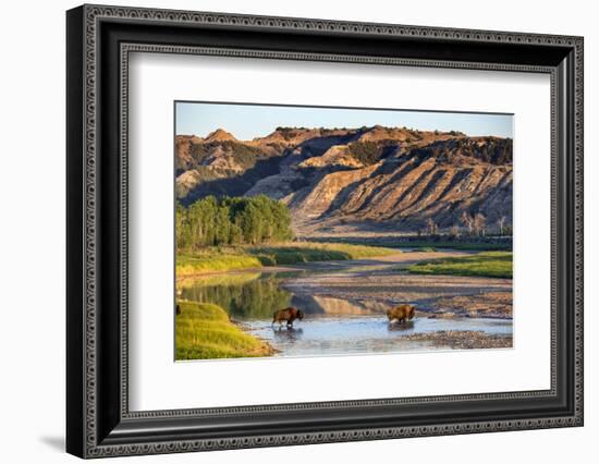 Bison Wildlife Crossing Little Missouri River, Theodore Roosevelt National Park, North Dakota, USA-Chuck Haney-Framed Photographic Print