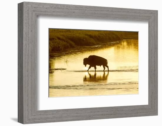 Bison Wildlife Crossing Little Missouri River, Theodore Roosevelt National Park, North Dakota, USA-Chuck Haney-Framed Photographic Print