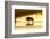 Bison Wildlife Crossing Little Missouri River, Theodore Roosevelt National Park, North Dakota, USA-Chuck Haney-Framed Photographic Print