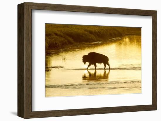 Bison Wildlife Crossing Little Missouri River, Theodore Roosevelt National Park, North Dakota, USA-Chuck Haney-Framed Photographic Print