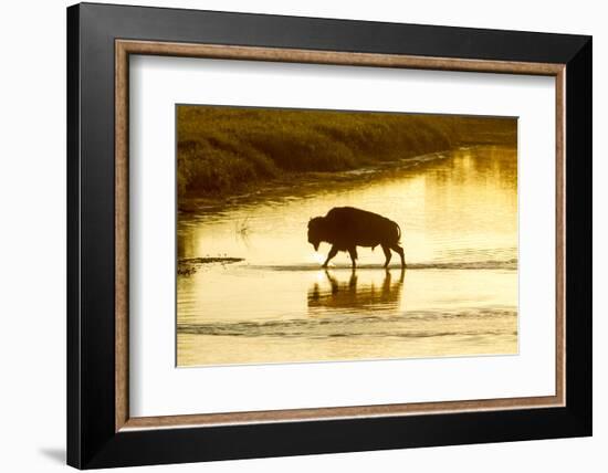 Bison Wildlife Crossing Little Missouri River, Theodore Roosevelt National Park, North Dakota, USA-Chuck Haney-Framed Photographic Print