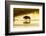 Bison Wildlife Crossing Little Missouri River, Theodore Roosevelt National Park, North Dakota, USA-Chuck Haney-Framed Photographic Print