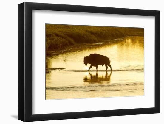 Bison Wildlife Crossing Little Missouri River, Theodore Roosevelt National Park, North Dakota, USA-Chuck Haney-Framed Photographic Print