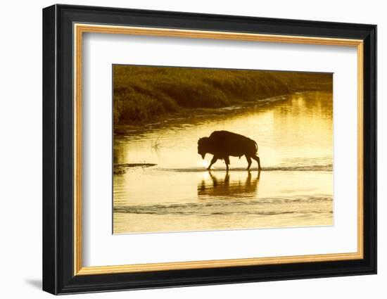 Bison Wildlife Crossing Little Missouri River, Theodore Roosevelt National Park, North Dakota, USA-Chuck Haney-Framed Photographic Print