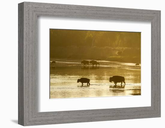 Bison Wildlife Crossing Little Missouri River, Theodore Roosevelt National Park, North Dakota, USA-Chuck Haney-Framed Photographic Print