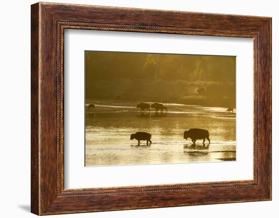 Bison Wildlife Crossing Little Missouri River, Theodore Roosevelt National Park, North Dakota, USA-Chuck Haney-Framed Photographic Print