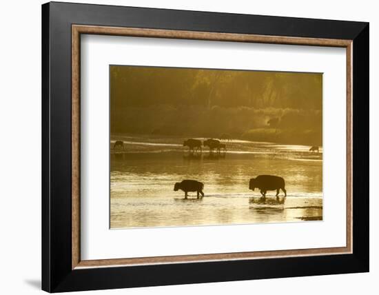 Bison Wildlife Crossing Little Missouri River, Theodore Roosevelt National Park, North Dakota, USA-Chuck Haney-Framed Photographic Print