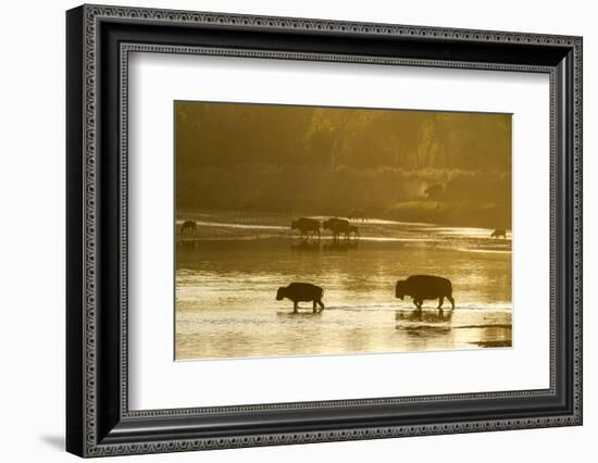 Bison Wildlife Crossing Little Missouri River, Theodore Roosevelt National Park, North Dakota, USA-Chuck Haney-Framed Photographic Print