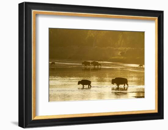 Bison Wildlife Crossing Little Missouri River, Theodore Roosevelt National Park, North Dakota, USA-Chuck Haney-Framed Photographic Print