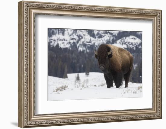 Bison winter bull.-Ken Archer-Framed Photographic Print