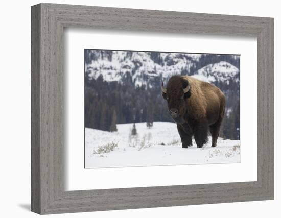 Bison winter bull.-Ken Archer-Framed Photographic Print