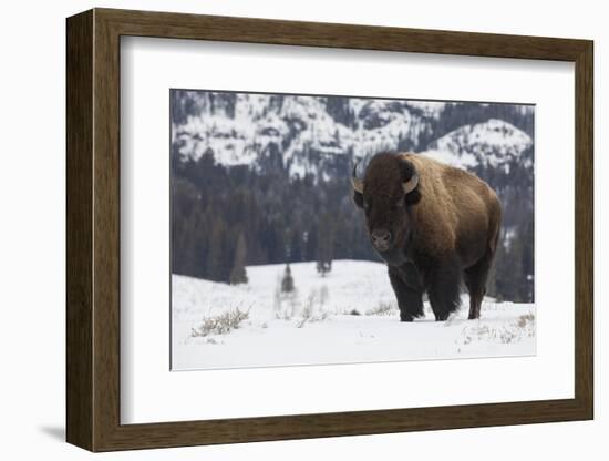 Bison winter bull.-Ken Archer-Framed Photographic Print