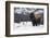 Bison winter bull.-Ken Archer-Framed Photographic Print