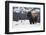 Bison winter bull.-Ken Archer-Framed Photographic Print