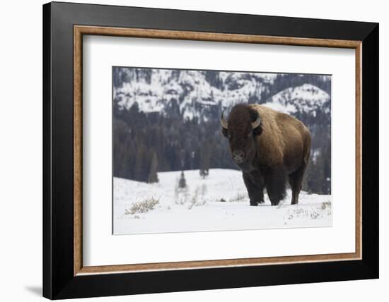 Bison winter bull.-Ken Archer-Framed Photographic Print