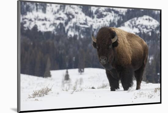 Bison winter bull.-Ken Archer-Mounted Photographic Print