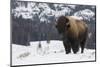 Bison winter bull.-Ken Archer-Mounted Photographic Print