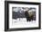 Bison winter bull.-Ken Archer-Framed Photographic Print