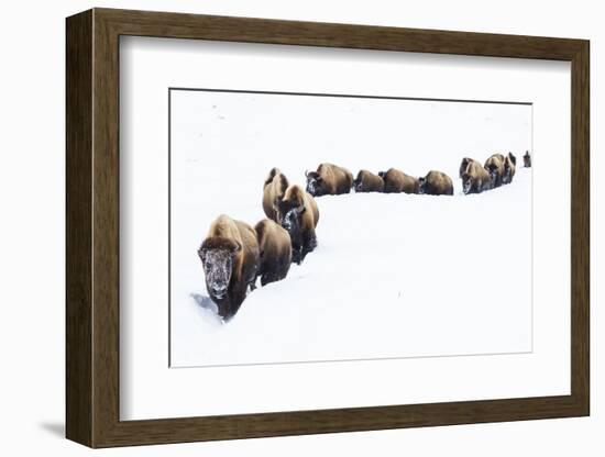 Bison, winter migration-Ken Archer-Framed Photographic Print
